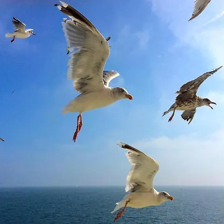 In Texel Near *